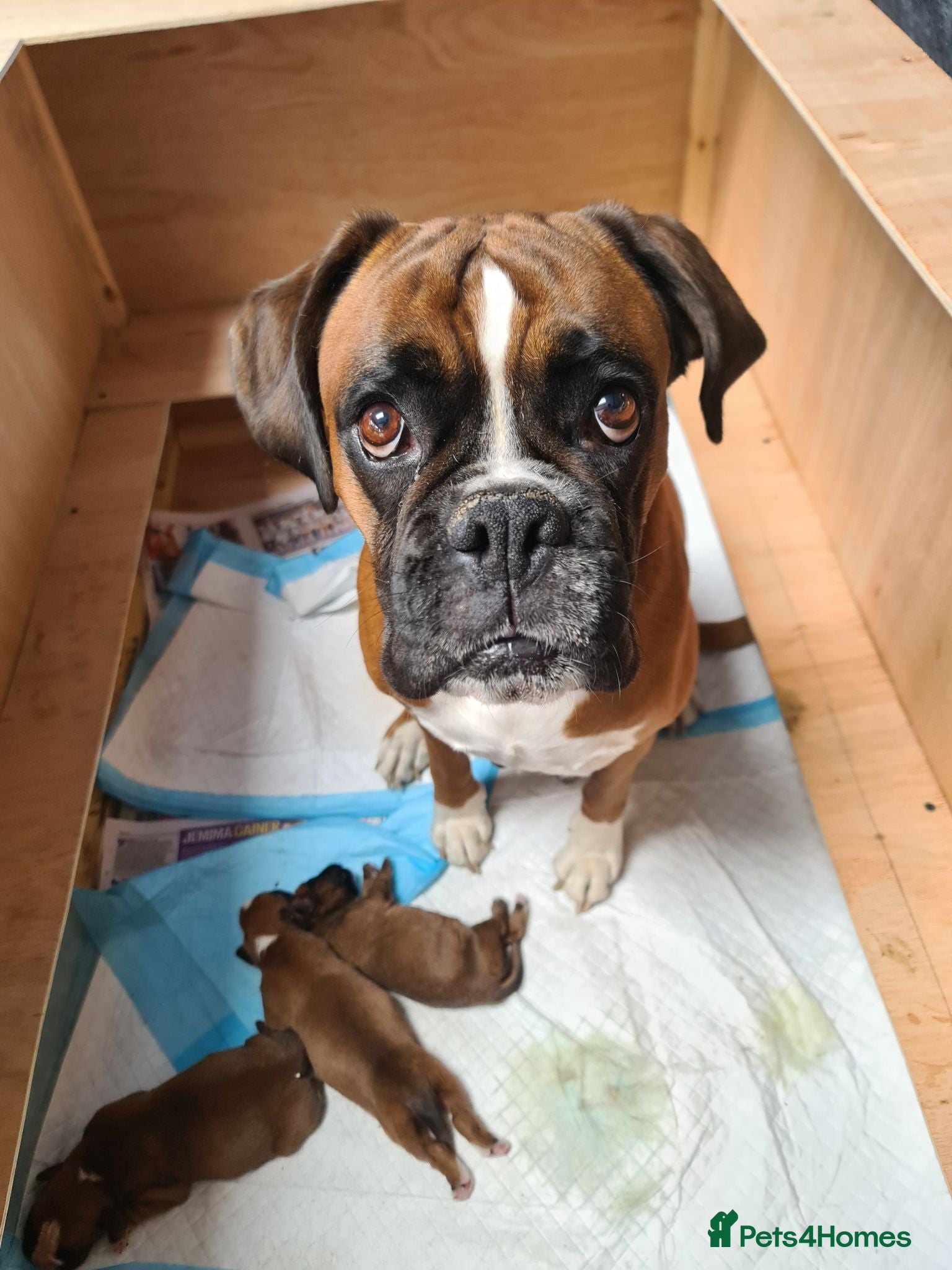 Boxer dogs Boxer puppies - Advert 1