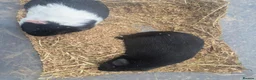 Guinea Pig rodents for sale: 2 young male guinea pigs for sale £30 pair  in Manchester - Advert 5