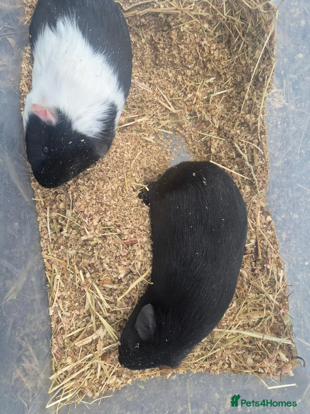 Guinea Pig rodents for sale: 2 young male guinea pigs for sale £30 pair  in Manchester - Advert 5