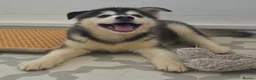 Pomsky dogs for sale: Fully Vaccinated! Ready Now - F3 Pomsky Puppies - Advert 8