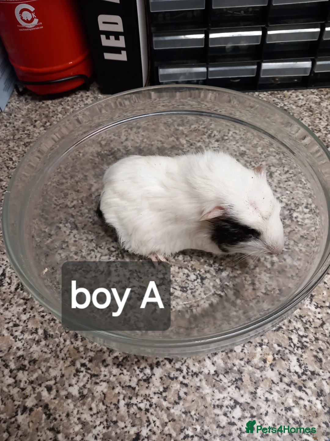 Guinea Pig rodents for sale: Baby guinea pigs ready now - Advert 5