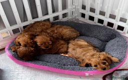 Cavapoo dogs for sale: Beautiful Cavapoo Puppies - Image 2