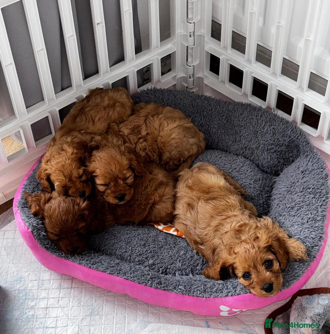 Cavapoo dogs for sale: Beautiful Cavapoo Puppies - Image 2