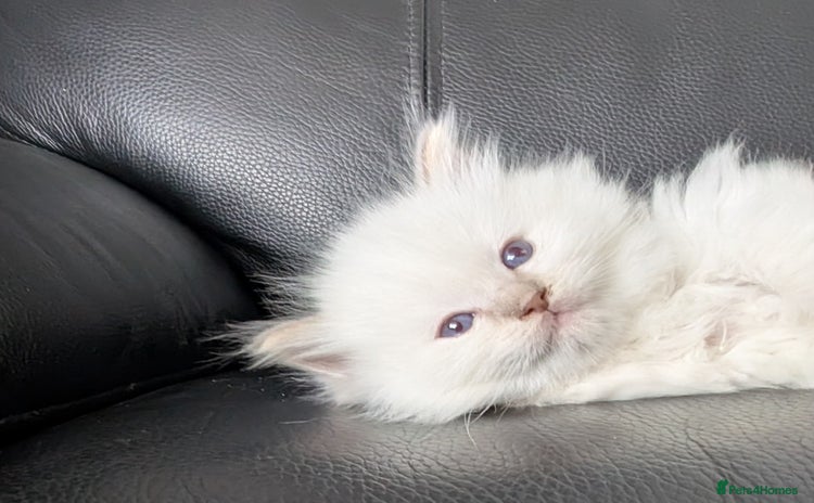 Ragdoll cats - Advert 11