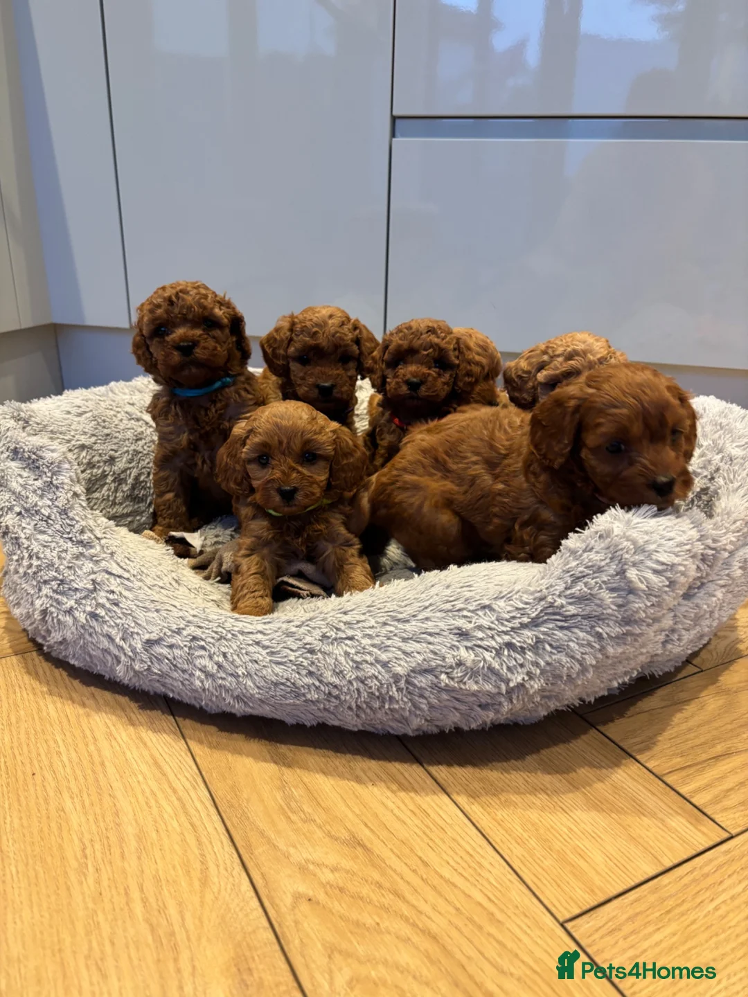 Cavapoo dogs for sale: Family Raised Cavapoo Puppies ready to Reserve!  - Advert 1