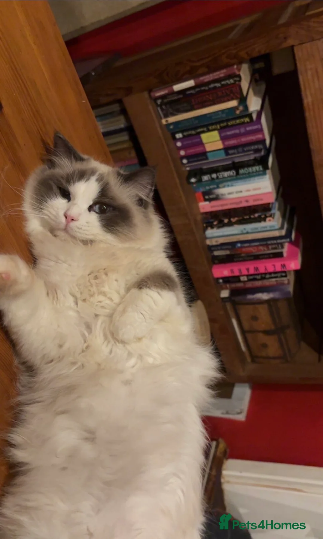 Ragdoll cats for sale: Female blue point ragdoll - Advert 4