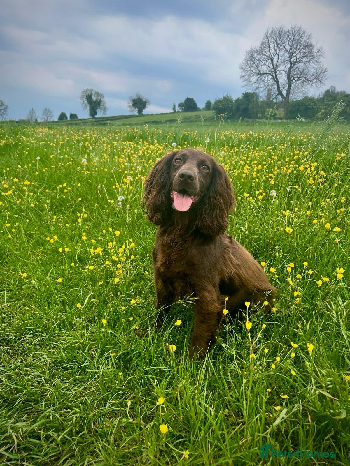 PADWICKFARM COMET