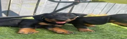 Dachshund dogs for sale: Dachshund pups  - Advert 5