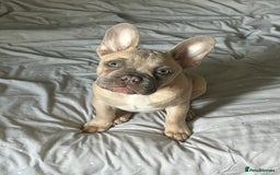 French Bulldog dogs for sale: 4 month old BOY French bulldog  - Image 1
