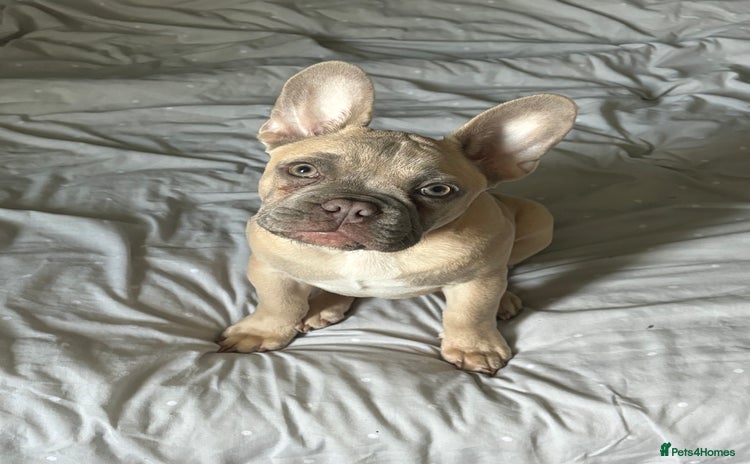 French Bulldog dogs - Advert 16