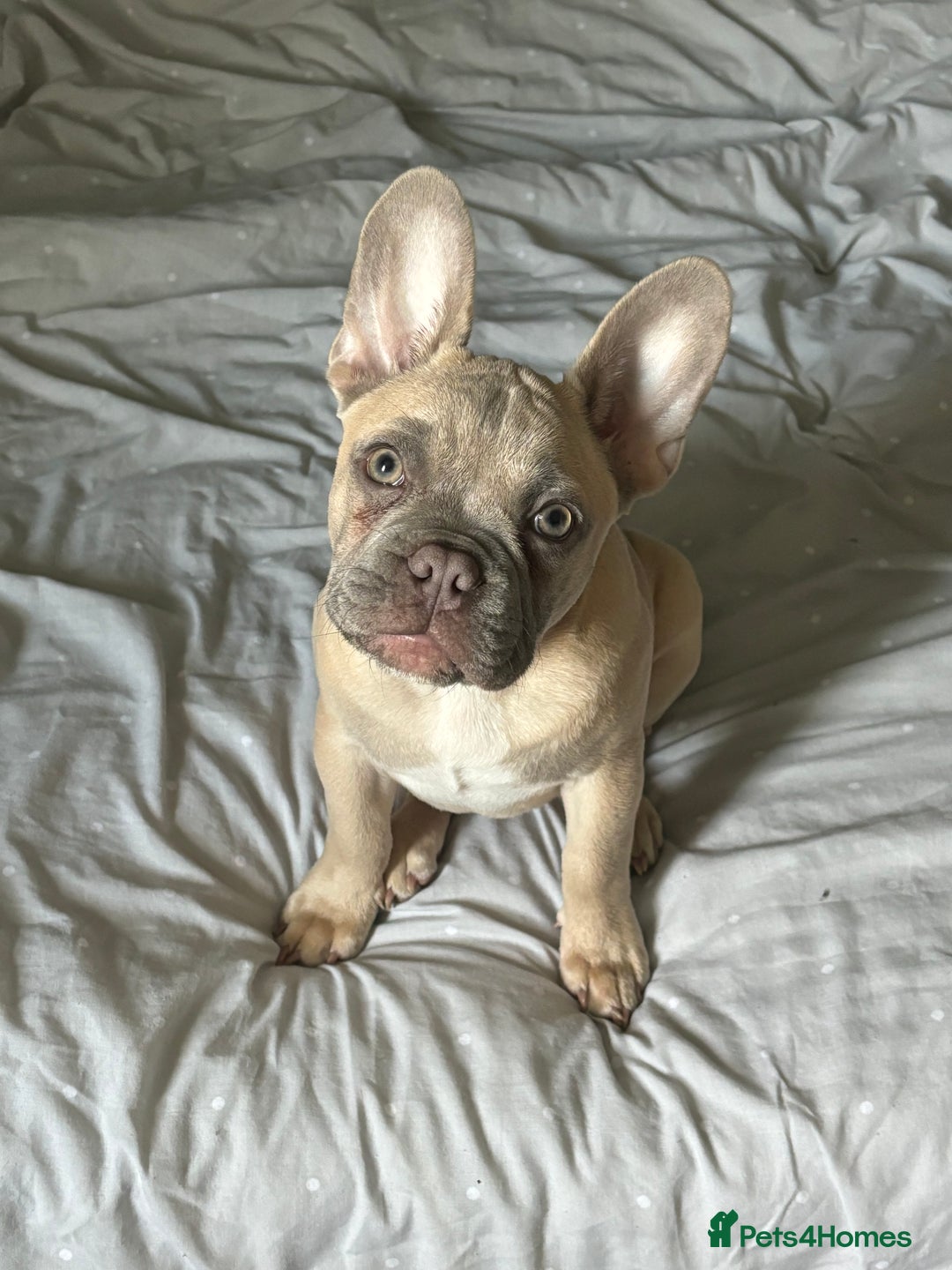 French Bulldog dogs for sale: 4 month old BOY French bulldog  - Image 1
