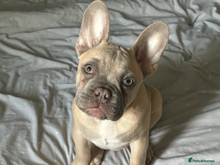 French Bulldog dogs - Advert 9