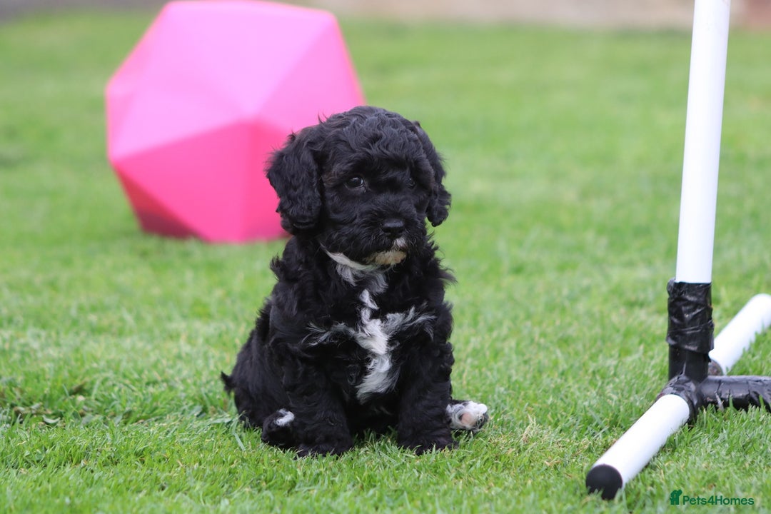 Cavapoochon dogs for sale: Beautiful Cavapoochon puppies for sale - Image 21