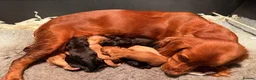 Cocker Spaniel dogs for sale: KC registered working Cocker Spaniel pups  - Advert 4
