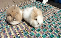 Lionhead rabbits for sale: Fluffy Lionhead Baby Bunnies – Raised with Love in Smethwick - Image 5