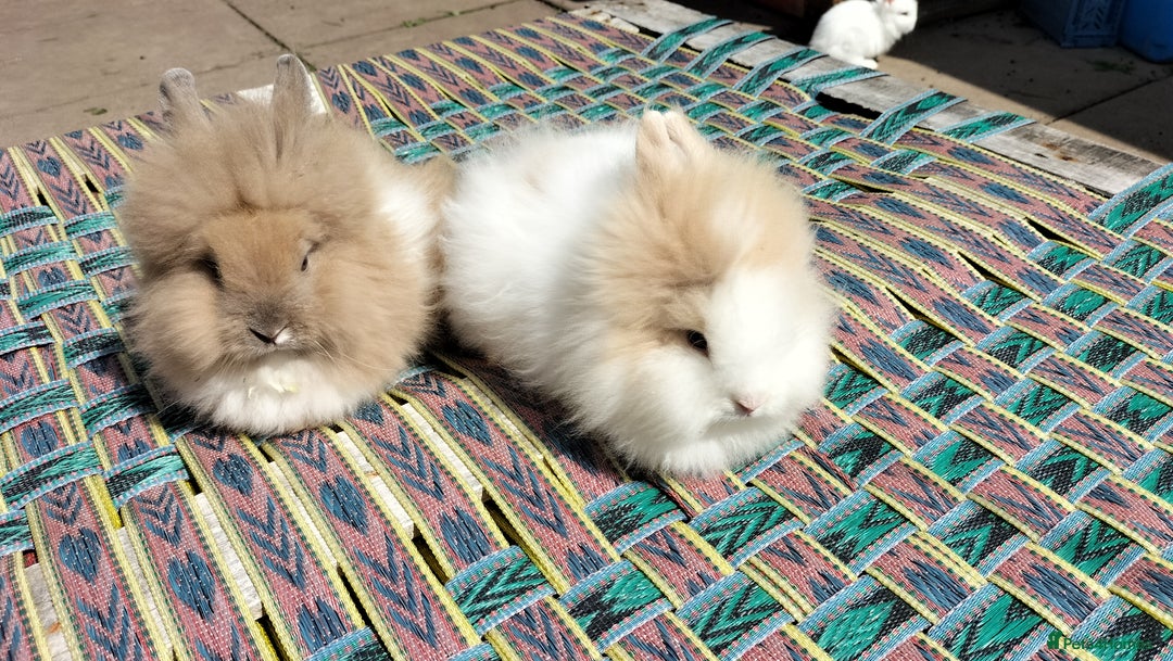 Lionhead rabbits for sale: Fluffy Lionhead Baby Bunnies – Raised with Love in Smethwick - Image 5