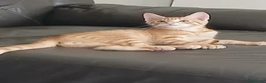 American Shorthair 1