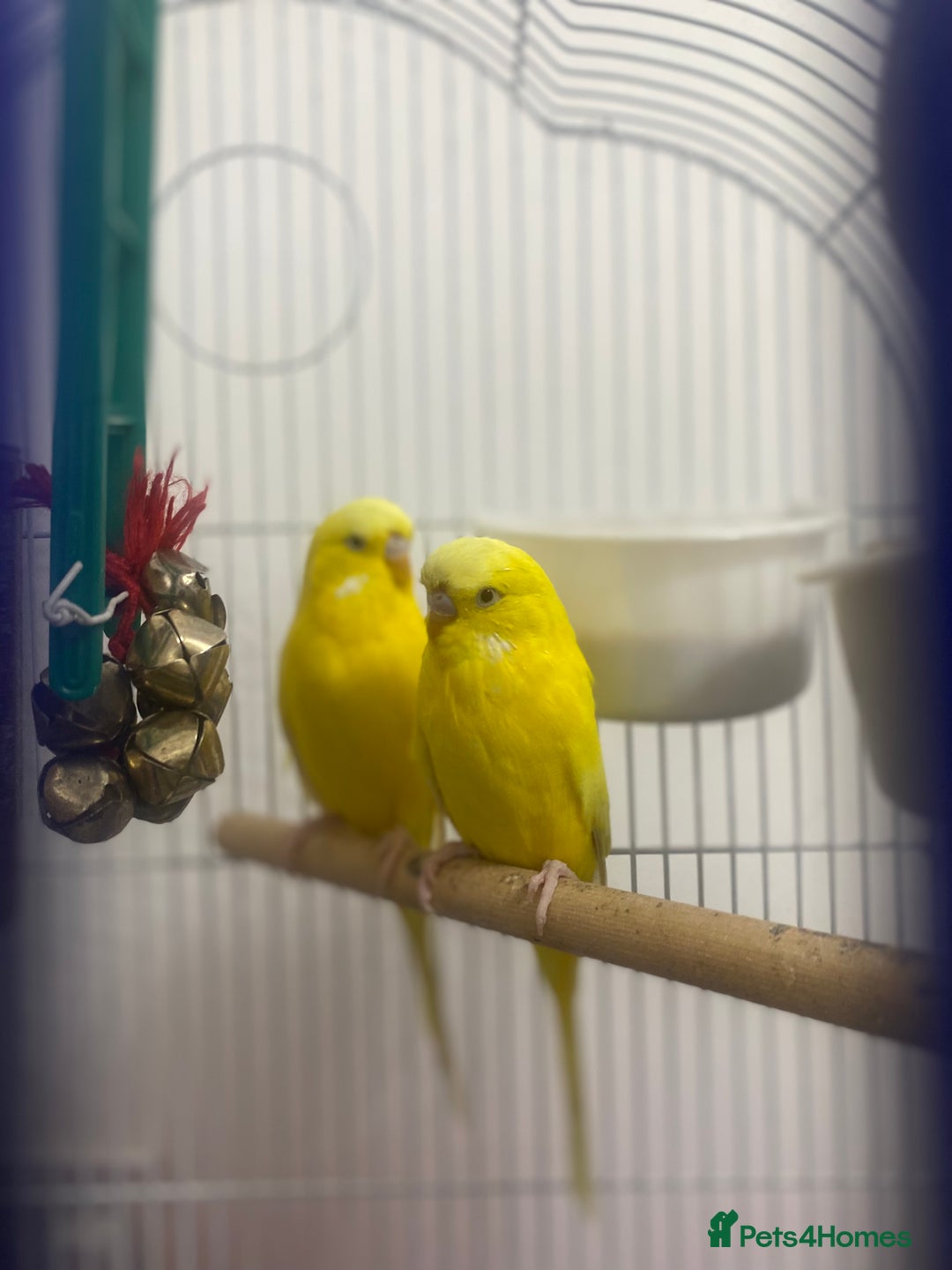 Budgerigars birds for sale: Budgie pair  - Advert 2