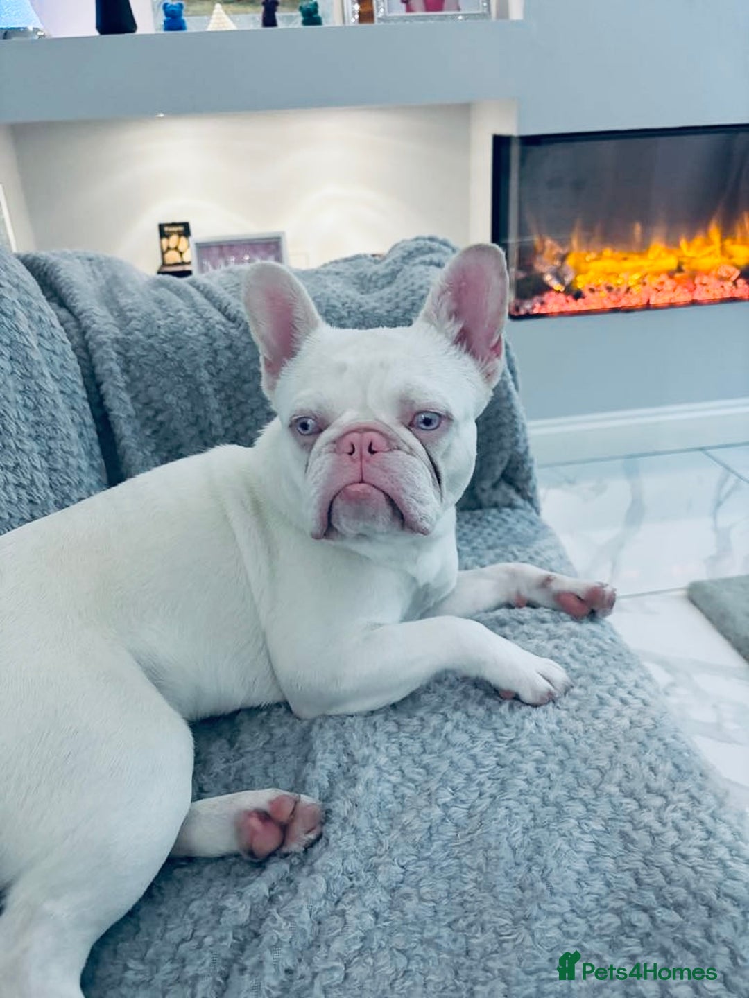 French Bulldog dogs for stud: 🔥 ROLEX 🔥 visual pink MICRO stud!! 📸 - Image 5