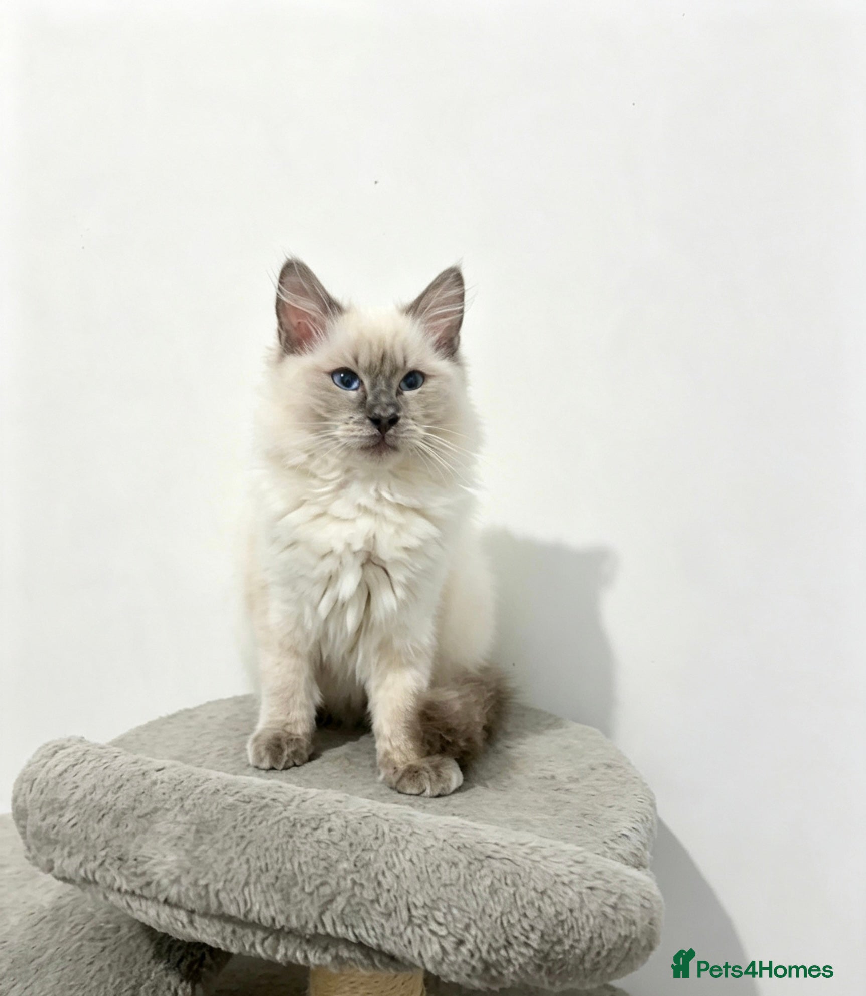 Ragdoll cats 💙 ONLY ONE REMAINING! Beautiful Boy – Grey Paws💎 - Advert 3