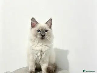 Ragdoll cats 💙 ONLY ONE REMAINING! Beautiful Boy – Grey Paws💎 - Advert 3