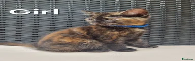 Maine Coon 5, Blue Collar