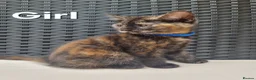Mixed Breed cats for sale: Beautiful 3/4 Mainecoon cross BSH Kittens For Sale - Advert 19