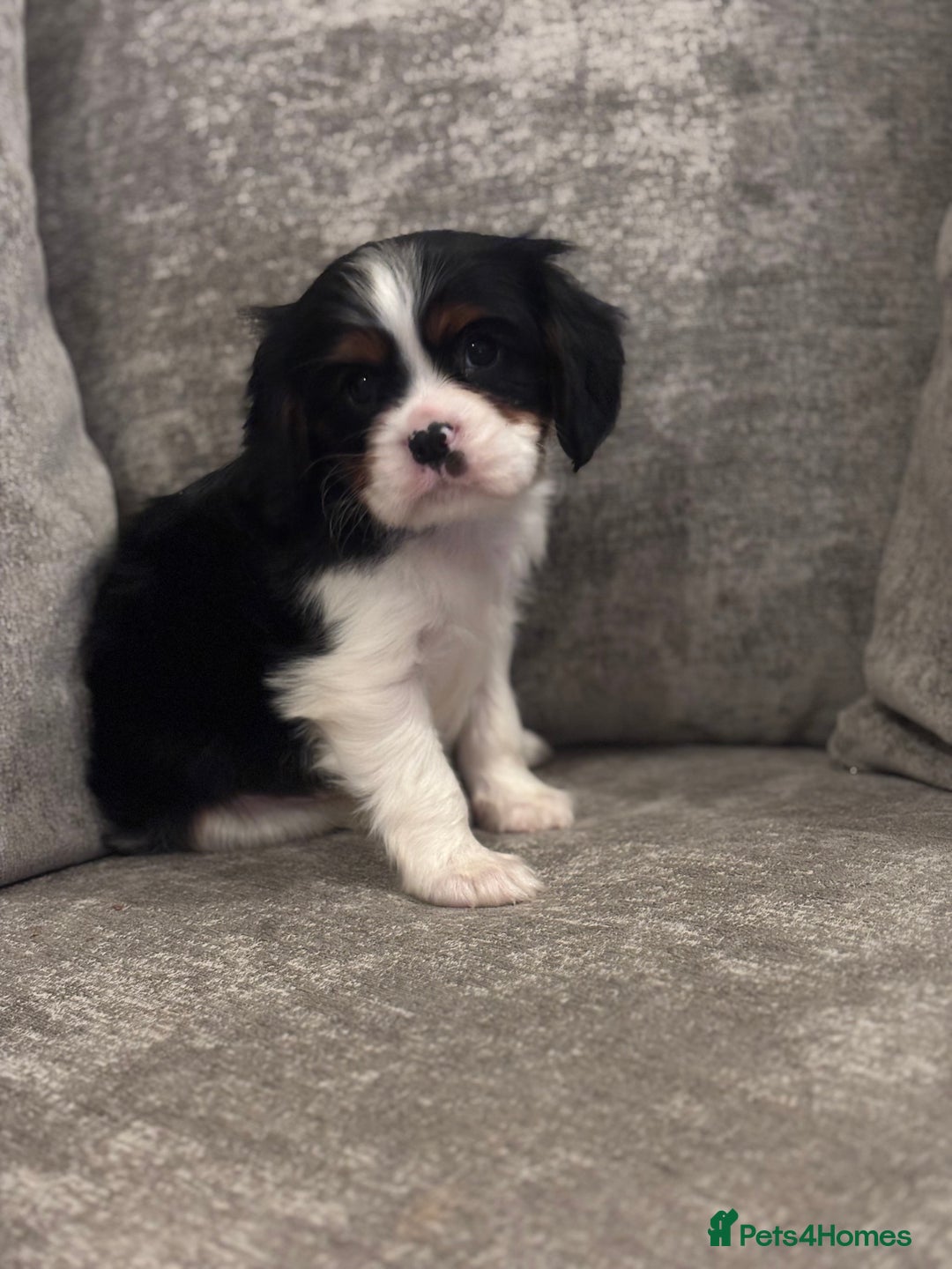 Cavalier King Charles Spaniel dogs for sale: CAVALIER KING CHARLES SPANIEL PUPPIES - Advert 2