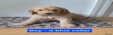 Goldendoodle 1