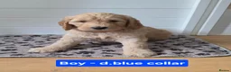Goldendoodle dogs for sale: 🦮 Adorable F3 Goldendoodle. Parents DNA clear. - Advert 7