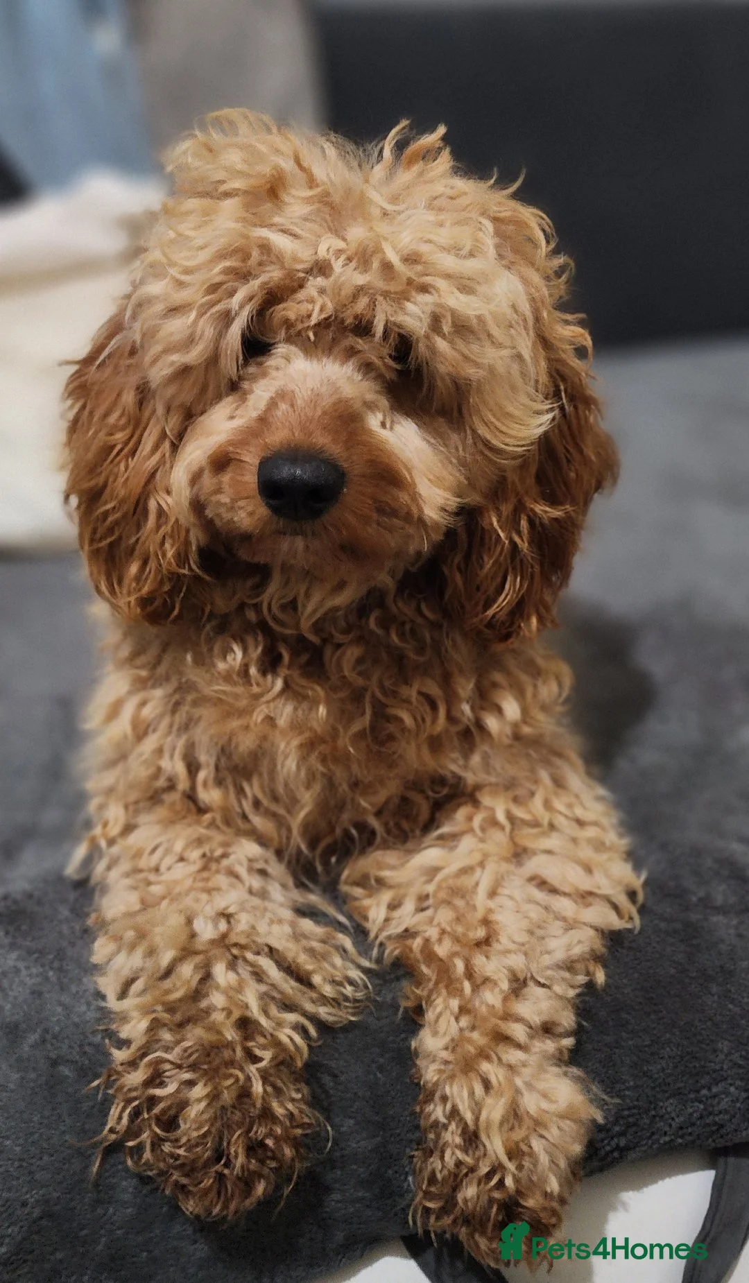 Cockapoo dogs for sale: Male  - Advert 3