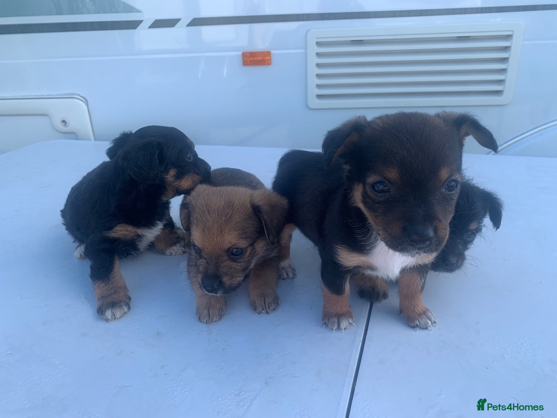 Jack Russell dogs Jack russle pups  - Advert 2