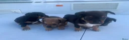 Jack Russell dogs for sale: Jack russle pups  - Advert 1