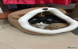 Mixed Breed cats for adoption: SUSHI GIRL MIX PERSIAN PERFECT HEALTH AFFECTIONAT - Image 4