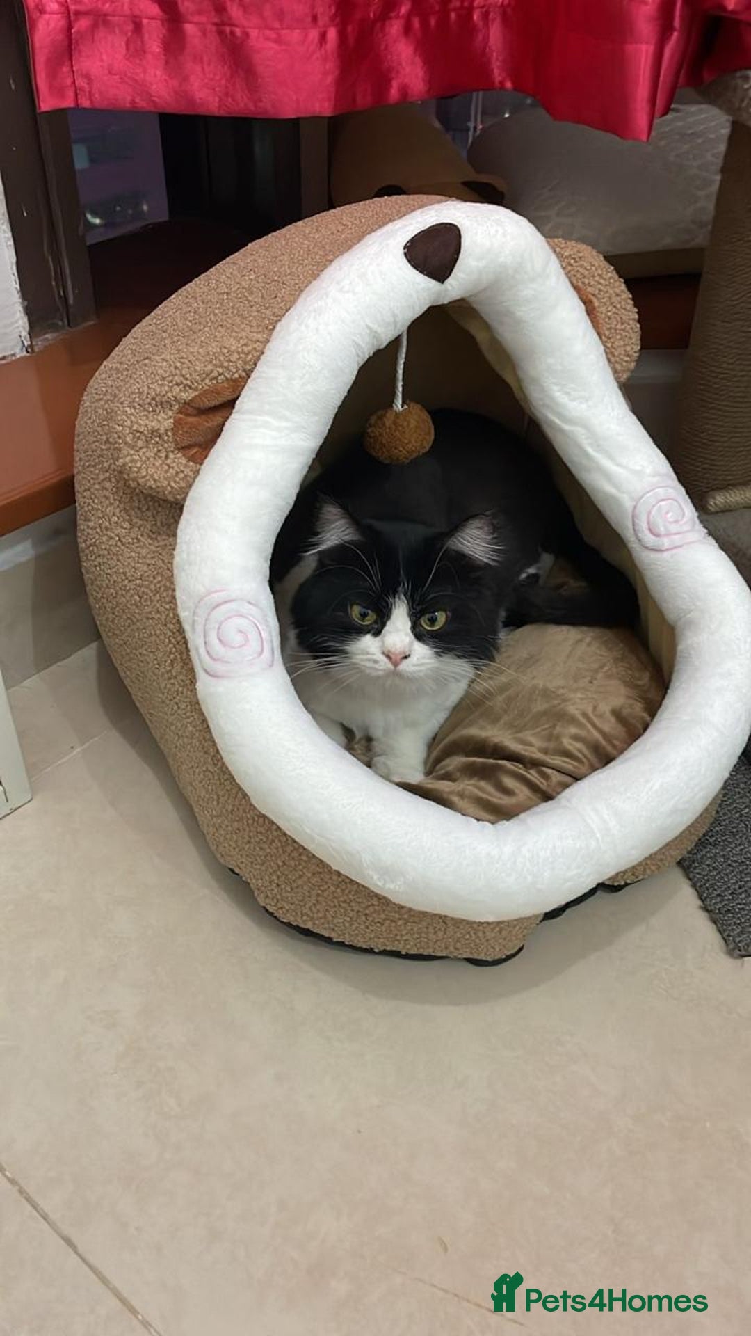 Mixed Breed cats for adoption: SUSHI GIRL MIX PERSIAN PERFECT HEALTH AFFECTIONAT - Image 4