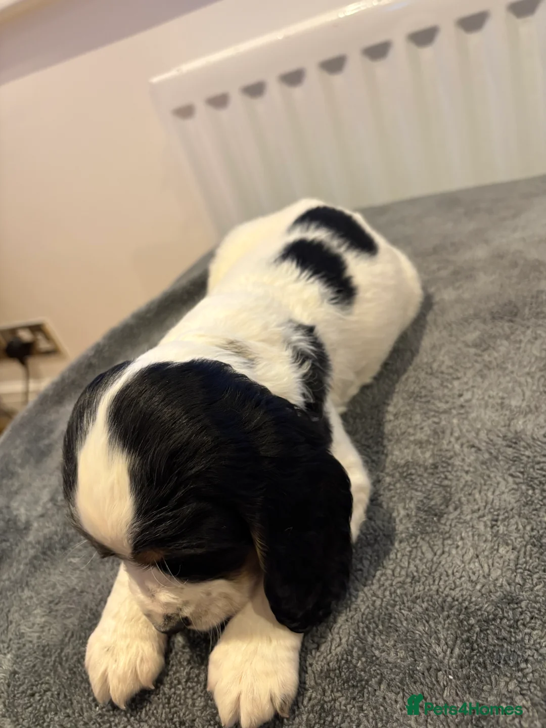 Cocker Spaniel dogs for sale: Cocker spaniel puppies  - Advert 8
