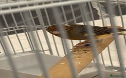 Finches birds for sale: Male Goldfinch for Sale – £100 (includes cage) - Advert 1