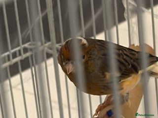 Finches birds Male Goldfinch for Sale – £100 (includes cage) - Advert 1