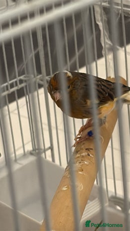 Finches birds Male Goldfinch for Sale – £60 - Advert 1