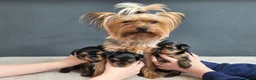 Yorkshire Terrier dogs for sale: BeautifulYorkshireTerrier Puppies-Raised with Care - Advert 2