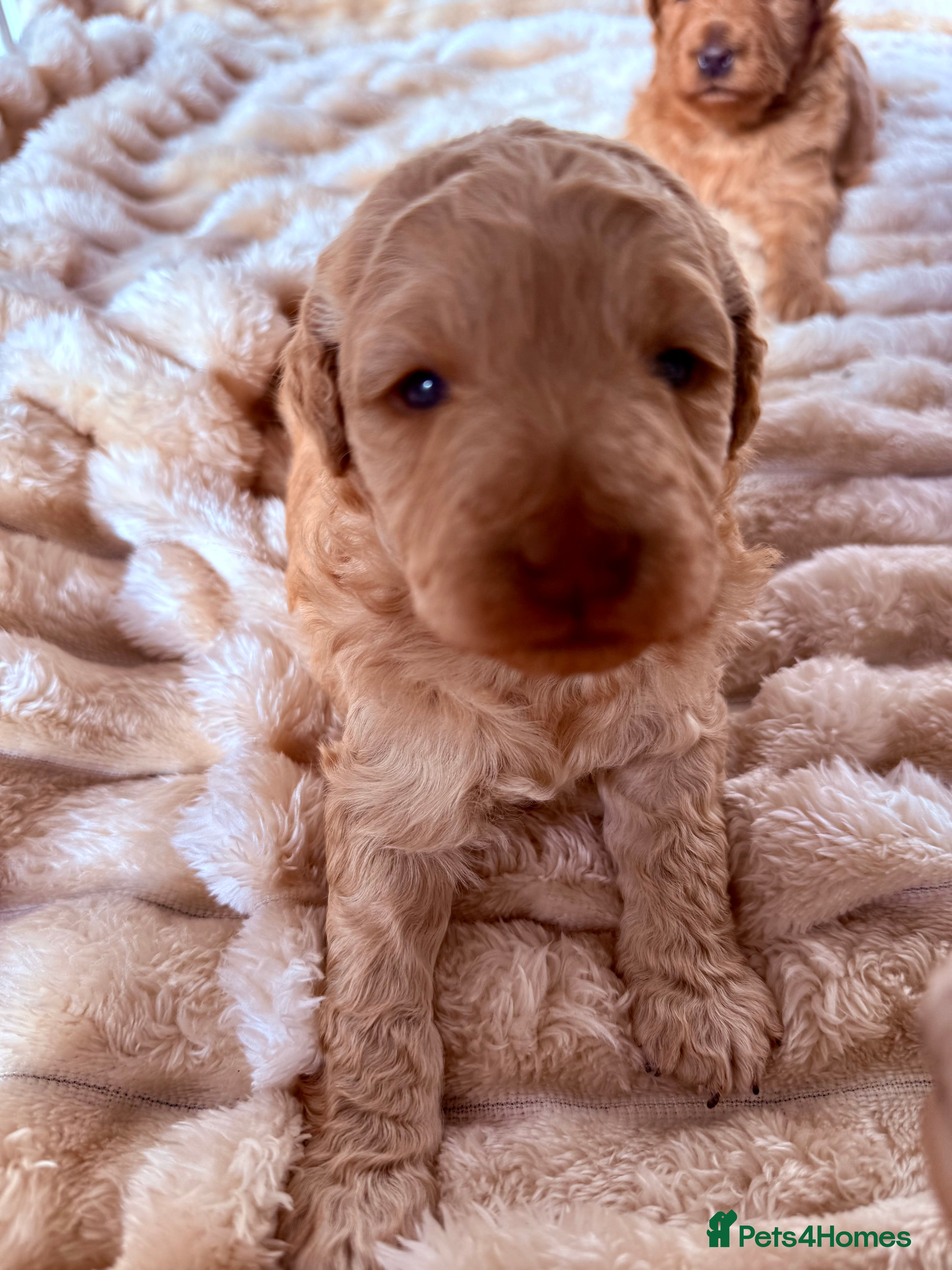 Australian Labradoodle dogs Multigenerational Australian Labradoodle  - Advert 2