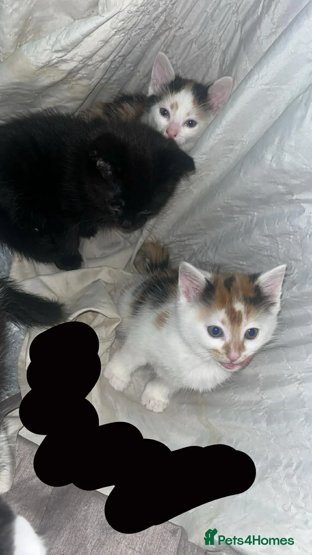 Mixed Breed cats for sale: 5 beautiful kittens  in Bristol - Advert 5