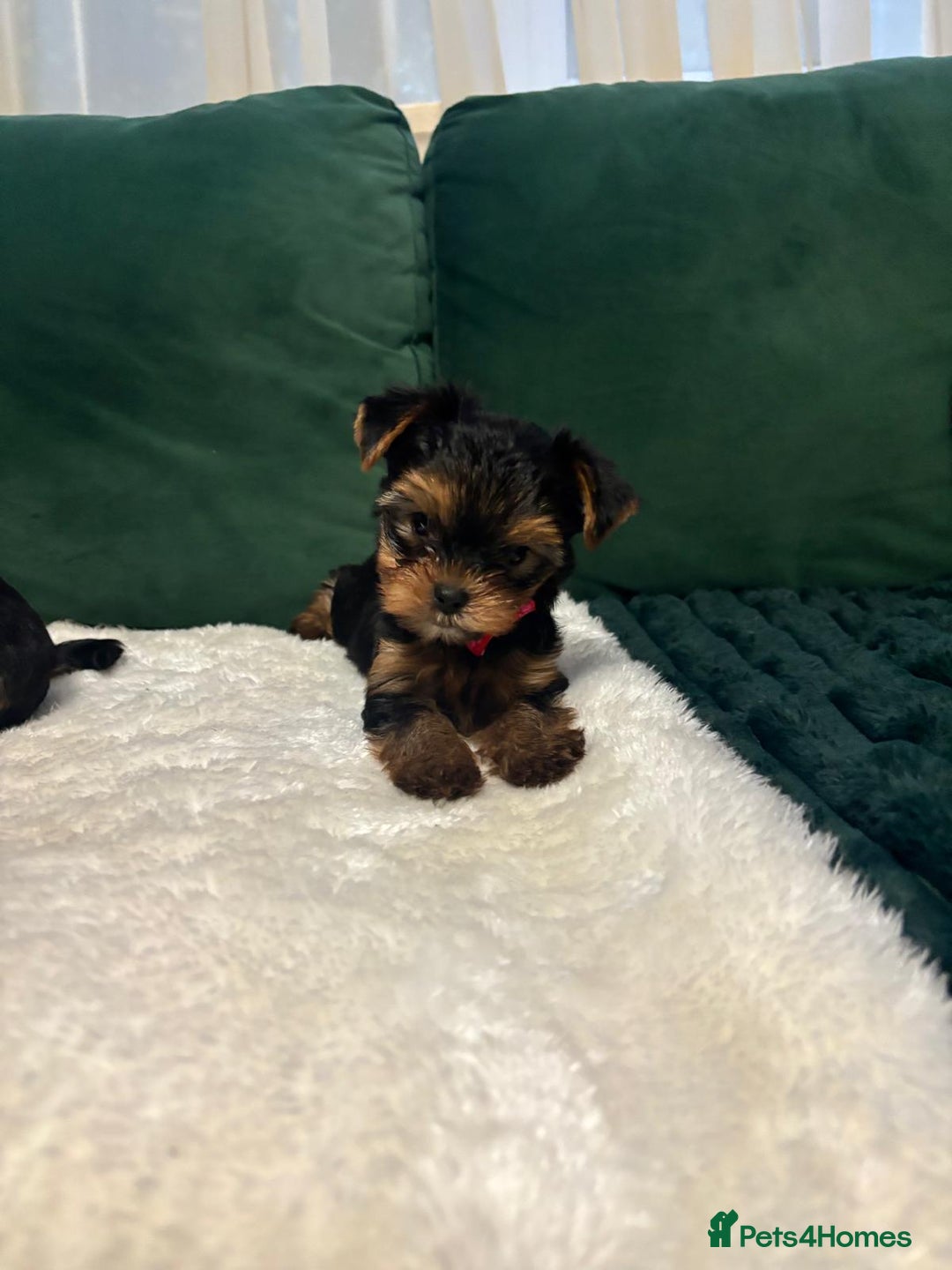 Yorkshire Terrier dogs for sale: ✨Four Adorable Yorkshire Terrier Puppies For Sale✨ - Advert 16