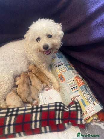 Cavapoo dogs ❤️ F1 Poochons fully health tested parents 🥰 - Advert 7
