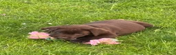 Labrador Retriever dogs for sale: Chocolate Labradors  - Advert 9