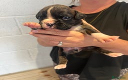 Boxer dogs for sale: 6 Beautiful Boxer Puppies - Image 4