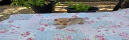 Jackshund dogs for sale: miniture jackadash - Advert 1