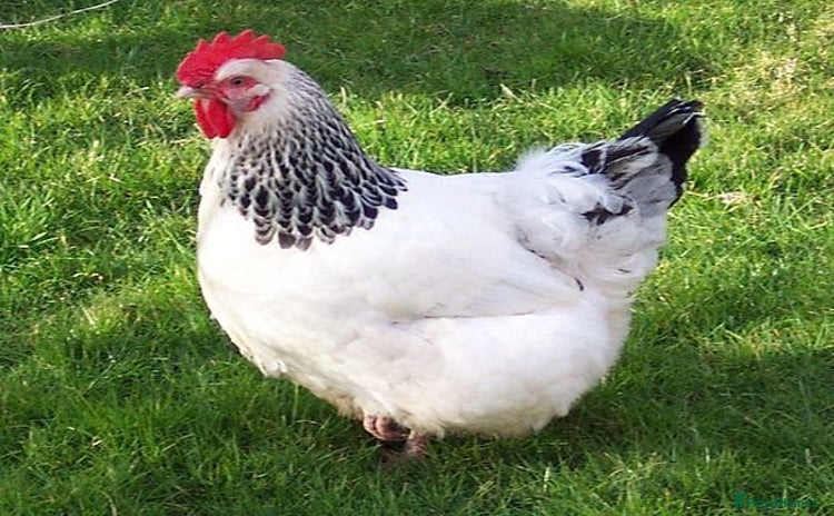 Chickens poultry - Advert 13