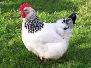 Chickens poultry - Advert 35