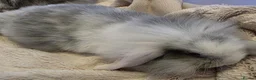 Mini Lop rabbits for sale: Beautiful mini lop x mini lion lop babies for sale - Advert 2